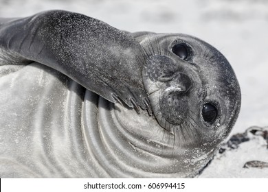 Southern Elephant Seal Pup