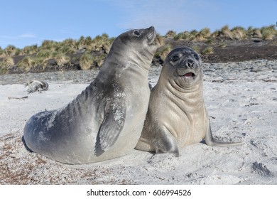 Southern Elephant Seal Pup