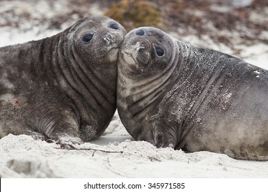 Southern Elephant Seal pups (Mirounga leonina) on a sandy beach on Sealion Island in the Falkland Islands.