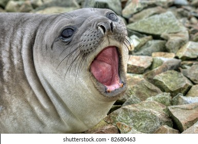 Southern Elephant Seal Shouts