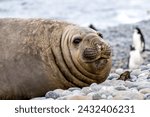 Southern elephant seal smiles while resting near the penguin rookery