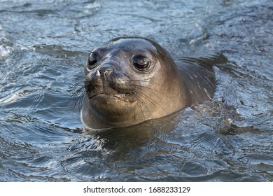 Southern Elephant Seal  In Water