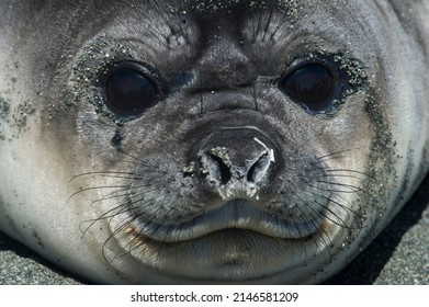 58 Weaner elephant seal Images, Stock Photos & Vectors | Shutterstock