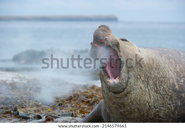 Southern\
Elephant Seals are found in Antarctic waters.  They have the\
longest migration of any mammal.  The nose on the male amplifies\
its roar when fighting other males for\
females.