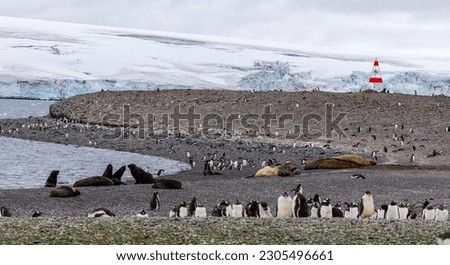 Southern Elephant Seals and penguins in Yankee Harbour, Antarctica
