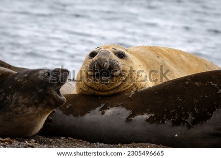 Southern Elephant Seals and penguins in Yankee Harbour, Antarctica