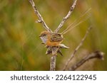 Southern Emu-wren - Stipiturus malachurus brown bird with long tail and blue throat in Maluridae, endemic to Australia, natural habitats are temperate forests, Mediterranean-type shrubby vegetation