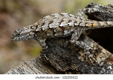 3,280 Fence Lizard Images, Stock Photos & Vectors 