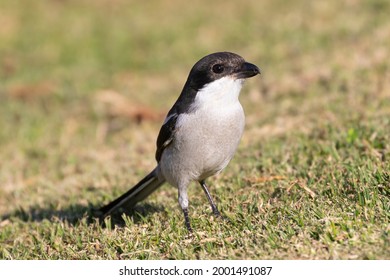 Southern Fiscal, Common Fiscal, Fiscal Shrike (Lanius collaris) aka Jackie Hangman or Butcherbird, Western Cape, South Africa. Known for impaling its prey in a larder for later consumption