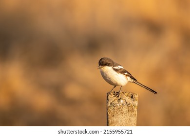 Southern Fiscal, Common Fiscal, Fiscal Shrike (Lanius collaris) aka Jackie Hangman or Butcherbird, Drakensberg, South Africa. Known for impaling its prey in a larder for later consumption