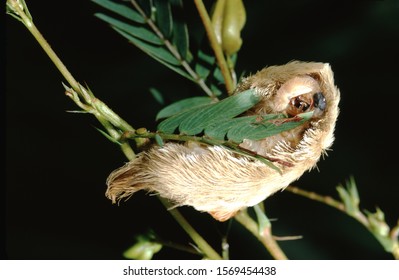 Southern Flannel Moth Puss Caterpillar (Megalopyge Opercularis)