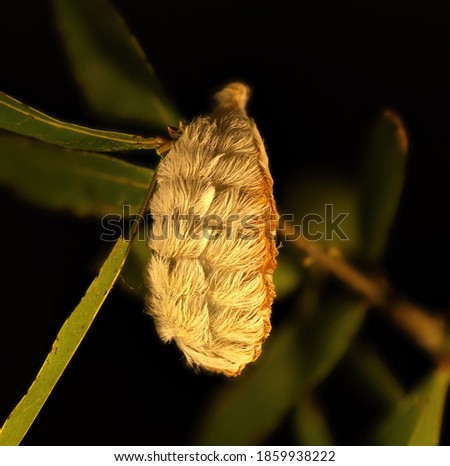 southern flannel moth puss caterpillar - Megalopyge opercularis yellow and orange fuzzy furry on oak tree leaves