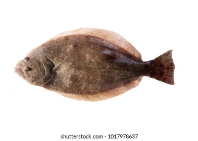 Southern Flounder (Paralichthys lethostigma). Left-eyed flounder, up side. Isolated on white background
