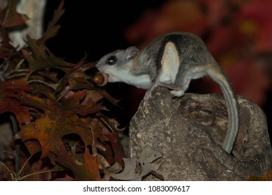 Southern Flying Squirrel.