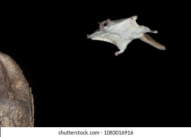 Southern flying squirrel Agnieszka Bacal.