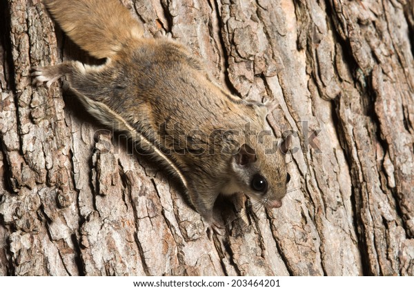 Southern flying squirrel clinging to a tree at\
night in southeastern\
Illinois