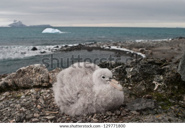 A Southern Giant petrel chick (Macronectes\
giganteus) sits on its nest in Antarctica where its parents will\
return to to feed it.  This species has two tube nostrils joined on\
the top of their bill.