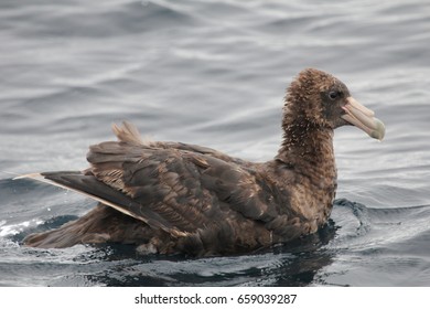 Southern giant petrel sits in calm water