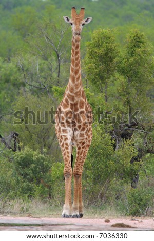 Similar – Image, Stock Photo giraffe in samburu national park kenya