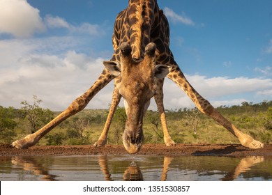 Southern Giraffe Drinking Water