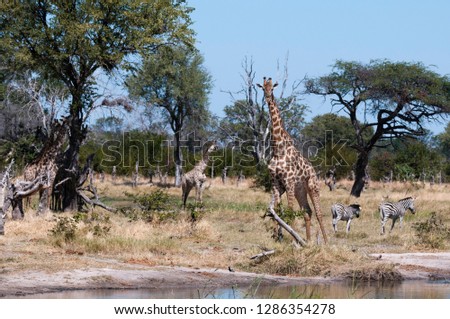 Southern giraffe (Giraffa camelopardalis), Khwai Concession, Okavango Delta, Botswana.