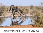 Southern giraffe (giraffa giraffa), drinking at a waterhole, makgadikgadi pans national park, kalahari, botswana, africa