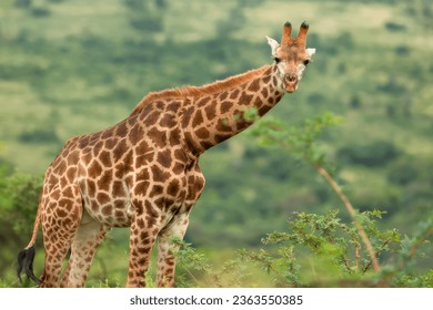 Southern giraffe  in the savannah in a national park in Kenya. Close-up. Macro. Africa. Wild nature. Wildlife. Safari animals.  - Powered by Shutterstock