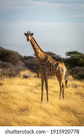 Southern giraffe stands eyeing camera in grass