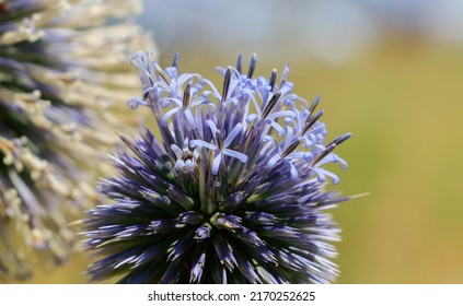 717 Western Thistle Images, Stock Photos & Vectors | Shutterstock