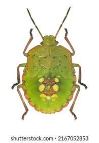 1,091 Nezara viridula Images, Stock Photos & Vectors | Shutterstock