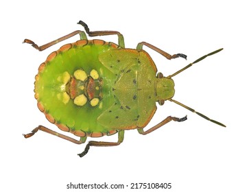 1,091 Nezara viridula Images, Stock Photos & Vectors | Shutterstock