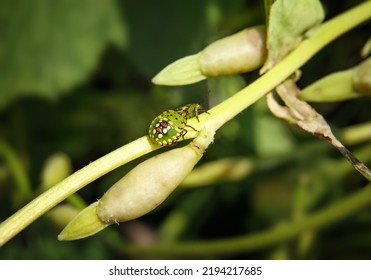 Southern Green Stink Bug 5th Instar Or Nymph On Twig. Known As Southern Green Shield Bug Or Nezara Viridula. Invasive Pests In Garden With Stunning Markings And Development Stages. Selective Focus