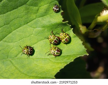 Southern Green Stink Bug Babies On Zucchini Leaf. Group Of Instar Nymphs From Southern Green Shield Bug Or Nezara Viridula. Invasive Pests In Garden. Stunning Markings. Selective Focus.