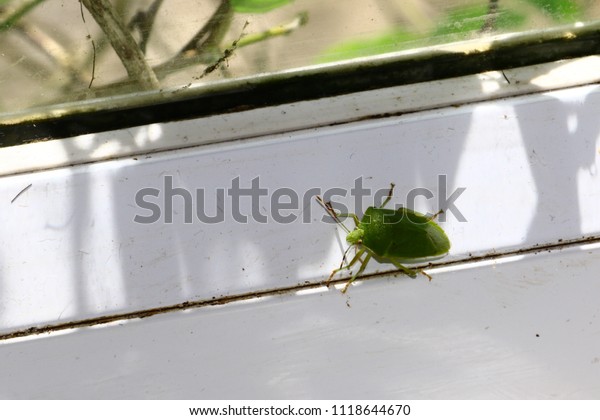 Southern green stink bug finds its favorite leaves.\
Example of perfect mimicry of Nezara viridula to local vegetation\
to hide from predators as birds or other insects,\
Green shield\
bugs, Palomena pras