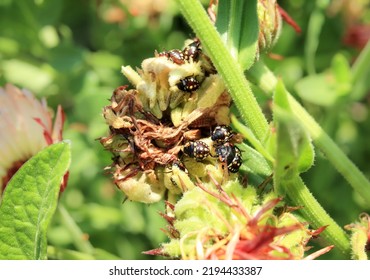 Southern Green Stink Bug Infestation On Calendula Flowers, Top View. Group Of 2th And 3th Instar Nymphs From Southern Green Shield Bug Or Nezara Viridula. Invasive Pests In Garden. Selective Focus.