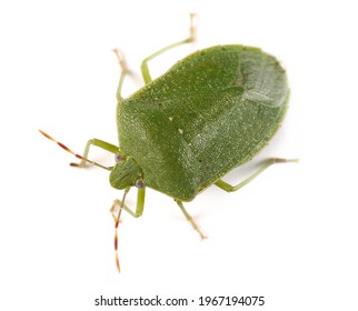 Southern green stink bug isolated on white background, macro - Shutterstock ID 1967194075