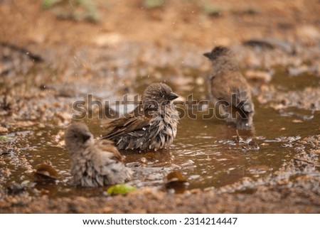 Southern Grey-headed Sparrow (Passer diffusus) bathing in a shallow pool in Kruger National Park. South Africa