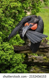 Southern Ground Hornbíll. Bucorvus Leadbeateri.