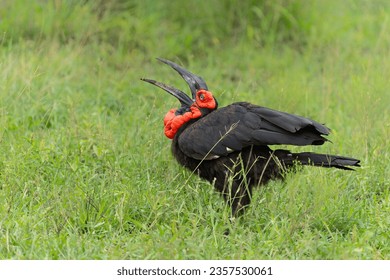 Southern Ground Hornbill (Bucorvus leadbeateri; formerly known as Bucorvus cafer) searching for food and eating a prey in Kruger National Park in thegreen season in South Africa - Shutterstock ID 2357530061