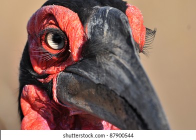 Southern Ground Hornbill (Bucorvus Leadbeateri)