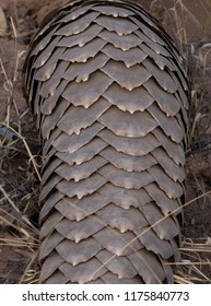 Southern Ground Pangolin