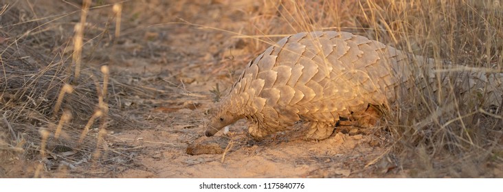 Southern Ground Pangolin