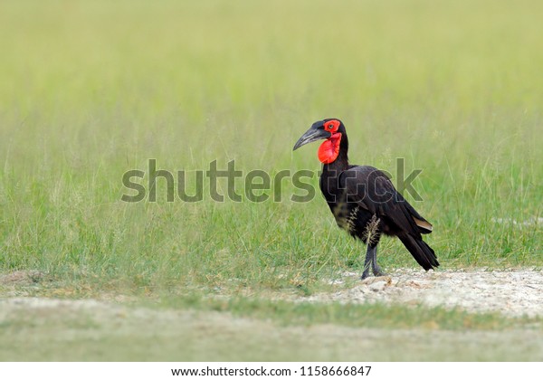 Sudlicher Erdhornvogel Bucorvus Leadbeateri Grosster Hornvogel Stockfoto Jetzt Bearbeiten