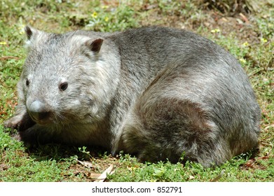 Southern Hairy Nosed Wombat