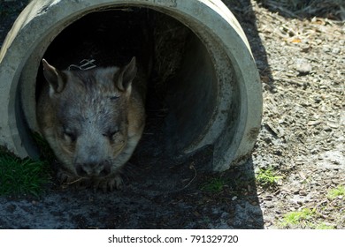 Southern Hairy Nosed Wombat, Albany, WA, Australia