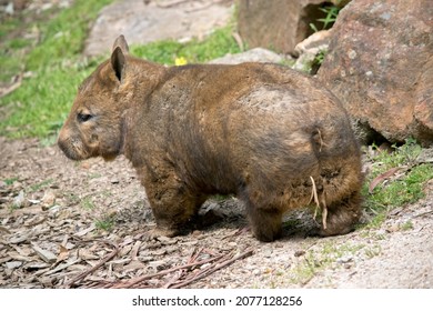 The Southern Hairy Nosed Wombat Is Brown 