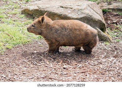 The Southern Hairy Nosed Wombat Is Brown