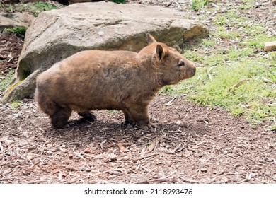 The Southern Hairy Nosed Wombat Is Brown