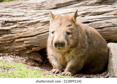 the Southern hairy nosed wombat is emerging from his underground home - Shutterstock ID 2118991142