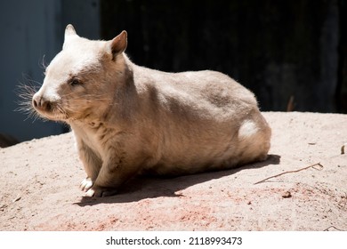 The Southern Hairy Nosed Wombat Is A Light Tan With A White Chest